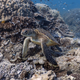 Image for article titled Meet the Wildlife Inadvertently Captured By Google's Street View Cameras